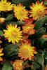 Sundaze® Flame - Strawflower - Bracteantha (Xerochrysum) bracteata