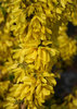 Show Off® Starlet - Forsythia