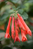 Tassel™ Dark Salmon - Fuchsia hybrid