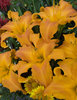 'Primal Scream' - Daylily - Hemerocallis hybrid