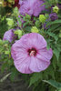 Summerific® 'Berrylicious' - Rose Mallow - Hibiscus hybrid