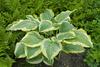 'Seducer' - Hosta hybrid