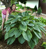 'Empress Wu' - Hosta hybrid