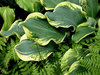 Wheee! - Hosta hybrid
