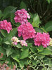 Cityline™ Venice - Bigleaf Hydrangea - Hydrangea macrophylla