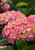Let's Dance® Big Easy - Hydrangea macrophylla