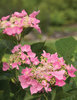 Let's Dance® Starlight - Bigleaf Hydrangea - Hydrangea macrophylla