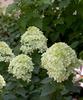 Little Lime™ - Hardy Hydrangea - Hydrangea paniculata
