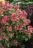 Quick Fire® - Hardy Hydrangea - Hydrangea paniculata