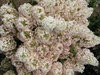 Bobo® - Hardy Hydrangea - Hydrangea paniculata