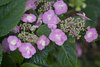 Tuff Stuff™ - Reblooming Mountain Hydrangea - Hydrangea serrata