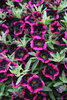 Superbells® Blackberry Punch - Calibrachoa hybrid
