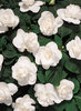 Rockapulco® White - Double Impatiens - Impatiens walleriana