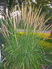 Karl Foerster - Feather Reed Grass - Calamagrostis acutiflora