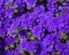 Lanai® Blue - Verbena