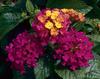 Bandana® Cherry - Lantana camara