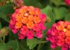 Bandana® Cherry Sunrise - Lantana camara