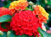 Bandana® Red - Lantana camara
