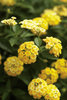 Luscious® Lemonade - Lantana camara
