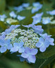 Let's Dance® Starlight - Bigleaf Hydrangea - Hydrangea macrophylla