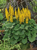 'Bottle Rocket' - Ligularia hybrid