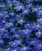 Lucia® Dark Blue - Lobelia erinus
