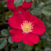 Oso Easy® Cherry Pie - Landscape Rose - Rosa
