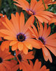 Orange Symphony - Osteospermum hybrid