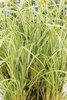 Overdam - Feather Reed Grass - Calamagrostis acutiflora