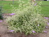 'Summer Skies' - Butterfly Bush - Buddleia