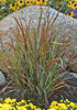 'Cheyenne Sky' - Red Switch Grass - Panicum