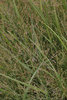 'Dust Devil' - Switch Grass - Panicum