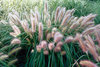 Red Head - Fountain Grass - Pennisetum alopecuroides