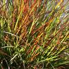 'Burgundy Bunny' - Fountain Grass - Pennisetum alopecuroides