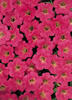 Tiny Tunia® Rose - Petunia x hybrid