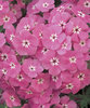 Intensia® Lavender Glow - Phlox hybrid