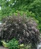 Summer Wine® - Ninebark - Physocarpus opulifolious