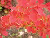 Sunjoy® Tangelo - Barberyy - Berberis thunbergii