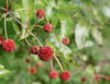 Sugar Shack™ - Buttonbush - Cephalanthus occidentalis