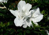 Bloom-A-Thon® White - Reblooming Azalea - Rhododendron