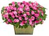 Rockapulco® Rose - Double Impatiens - Impatiens walleriana