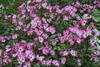 Oso Happy® Smoothie - Landscape Rose - Rosa