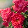 Oso Easy® Mango Salsa - Landscape Rose - Rosa