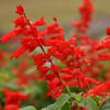 Lighthouse Red - Salvia splendens