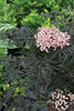 Black Lace™ - Elderberry - Sambucus nigra