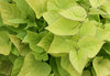 'Sweet Caroline Sweetheart Light Green' - Sweet Potato Vine - Ipomoea batatas