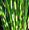 Zebra Rush - Scirpus zebrinus