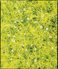 Aurea - Scotch Moss - Sagina subulata