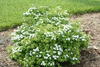 Golden Glitter™ - Spirea - Spiraea nipponica