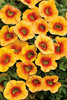 Superbells® Apricot Punch - Calibrachoa hybrid
